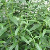 สทน. เร่งเดินเครื่องฉายรังสีเอกซ์เต็มอัตรา หนุนฉายฟ้าทะลายโจรช่วยผู้ป่วยโควิด