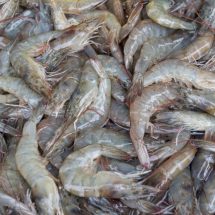 สมาคมกุ้งฯ ปลื้ม กรมประมง -​ Shrimp board ห่วงใยดูแลพี่น้องเกษตรกรผู้เลี้ยงกุ้ง