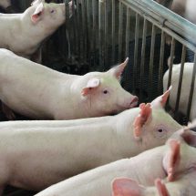 เกษตรกรช้ำ!! พ่อค้าทุบราคาหมูหน้าฟาร์ม อ้างคนกินลด-ตลาดเงียบ แจงห้องเย็นสต็อกพื้นฐานปกติ