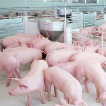 ซีพีเอฟ ยกระดับสวัสดิภาพสัตว์ เลี้ยงหมู-ไก่ด้วยโปรไบไอติกส์ สร้างภูมิจากภายใน  ไม่ใช้ยาปฏิชีวนะเร่งโต