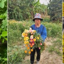 วว. ส่งเสริมปลูกไม้ตัดดอก-ดอกไม้กินได้ ช่วงหน้าแล้ง สร้างรายได้เสริม